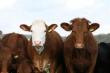 MADR: Crescatorii de bovine pot cere ajutorul Covid pana in 9 august