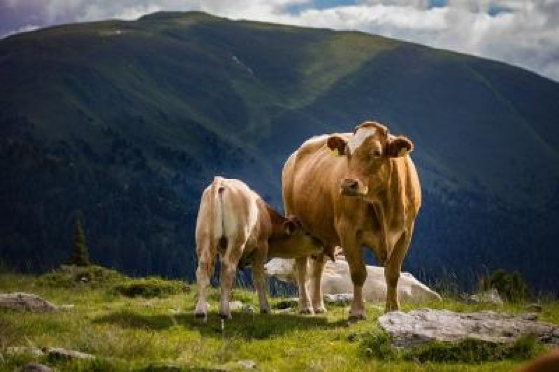 Ajutor pentru crescatorii de bovine, aprobat de Guvern
