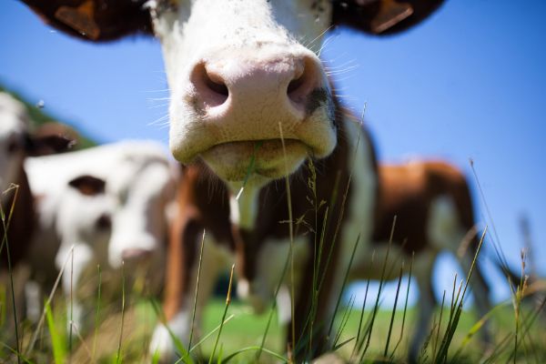 MADR: Un nou ajutor pentru crescatorii de bovine