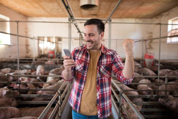 ANSVSA: Porcii din gospodarii vor putea fi sacrificati si comerializati