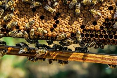 madr-a-stabilit-valoarea-ajutorului-pentru-apicultori