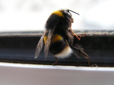 ajutorul-de-minimis-pentru-apicultorii-afectati-de-vremea-rea-disponibil-de-vineri