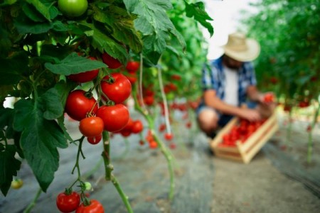 Ajutoare pe timp de criza pentru inca un an