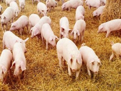 O noua schema de ajutor pentru crescatorii de animale