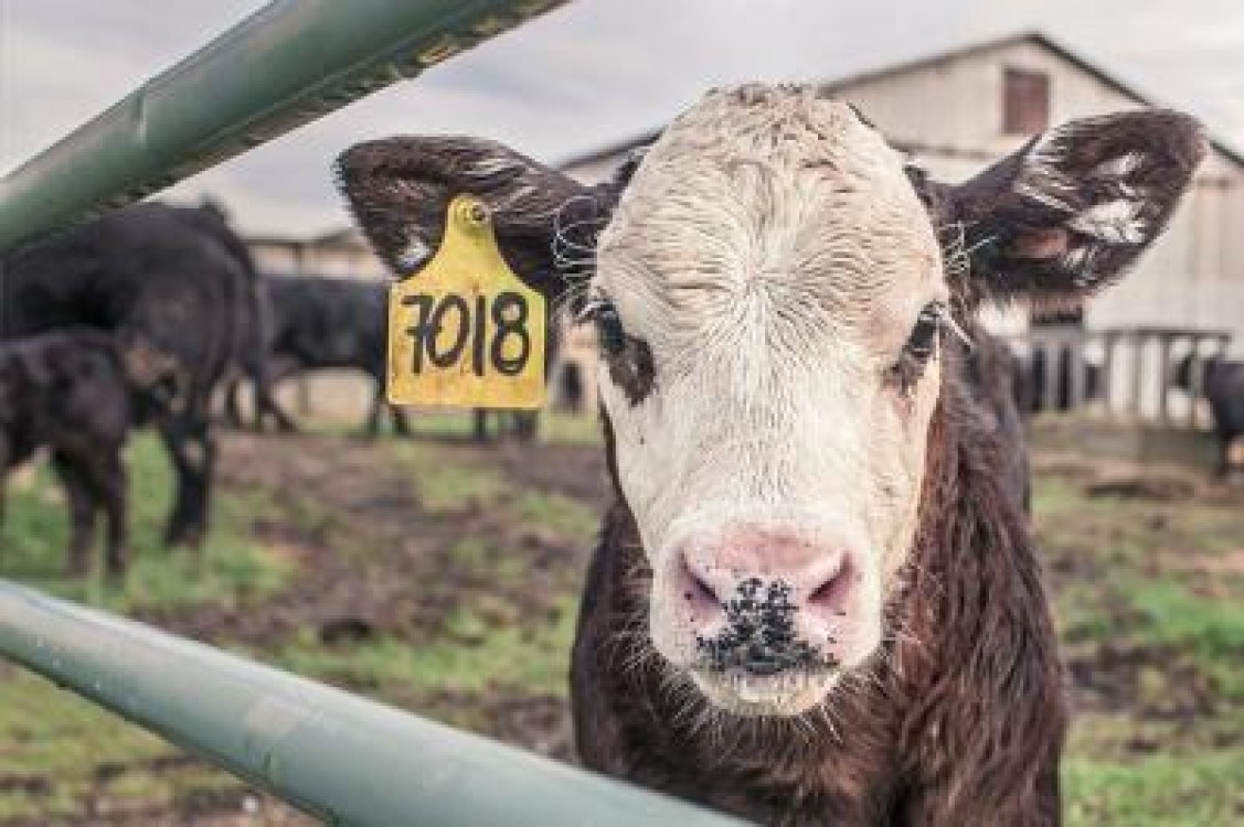 Ajutor de stat pentru cresterea animalelor in 2020