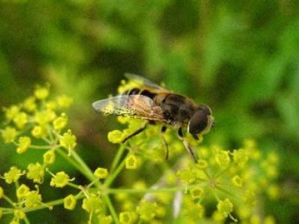 CE aplica restrictii la utilizarea pesticidelor neonicotinoide, daunatoare pentru albine