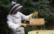 Depopulari masive in randul familiilor de albine din 33 de judete