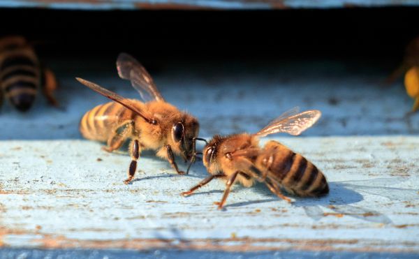 Cresterea albinelor. Lucrarile de executat in luna decembrie