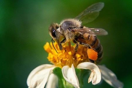 Lucrarile lunii noiembrie efectuate de apicultori