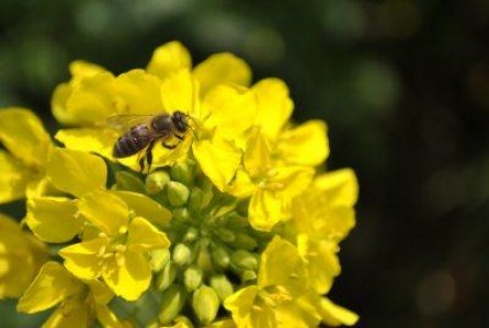 Opinia LAPAR cu privire la interzicerea insecticidelor pe baza de neonicotinoide