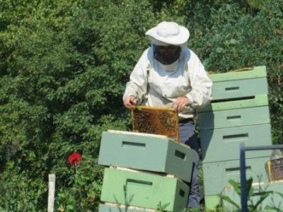 Apicultorii isi pot lua adio de la ajutorul de minimis pentru pierderile suferite anul trecut