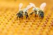 Neonicotinoidele, interzise in UE pentru salvarea albinelor