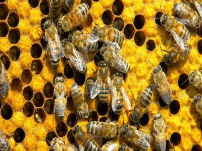 rezultatele-primului-studiu-major-cu-privire-la-impactul-bolilor-si-daunatorilor-asupra-albinelor