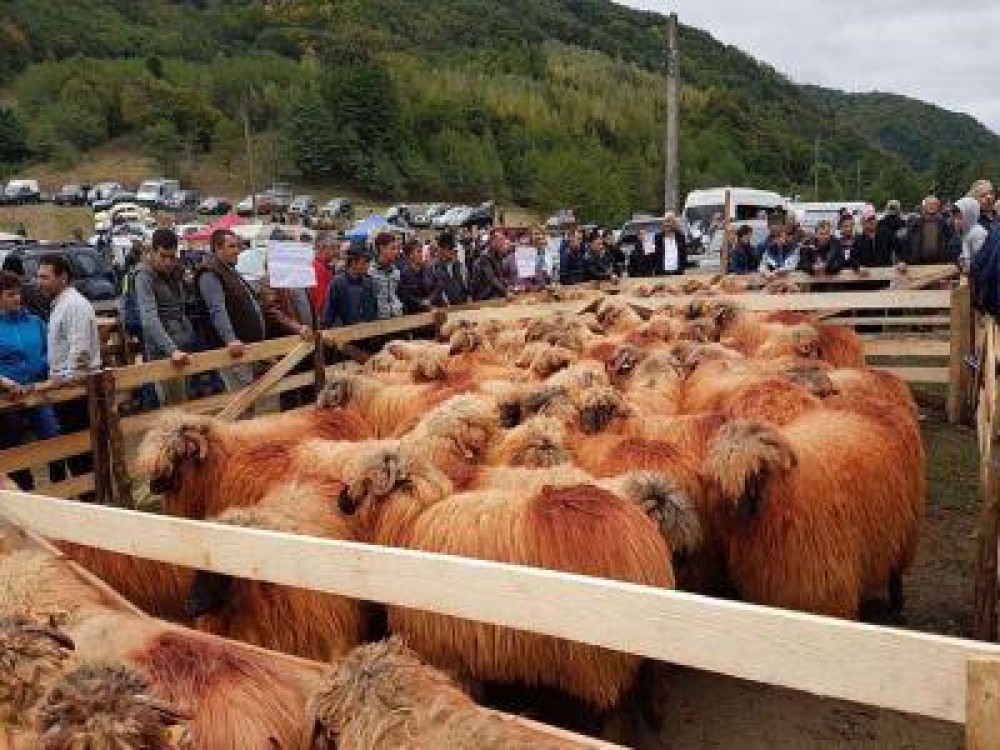 Caravana „Alege oaia!” ajunge in Slatina