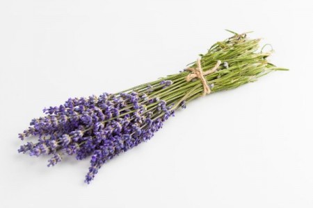 Alegerea soiului de lavanda potrivit