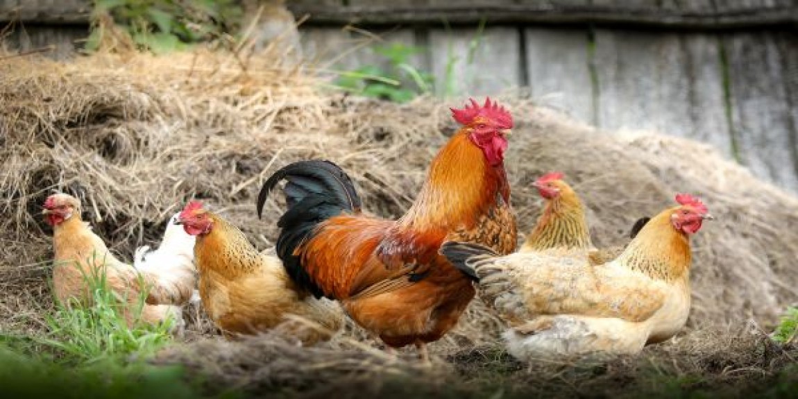 Alegerea terenului pentru construirea fermei ecologice