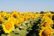 EFISC: Atentie la prezenta metalaxyl in floarea soarelui din Romania