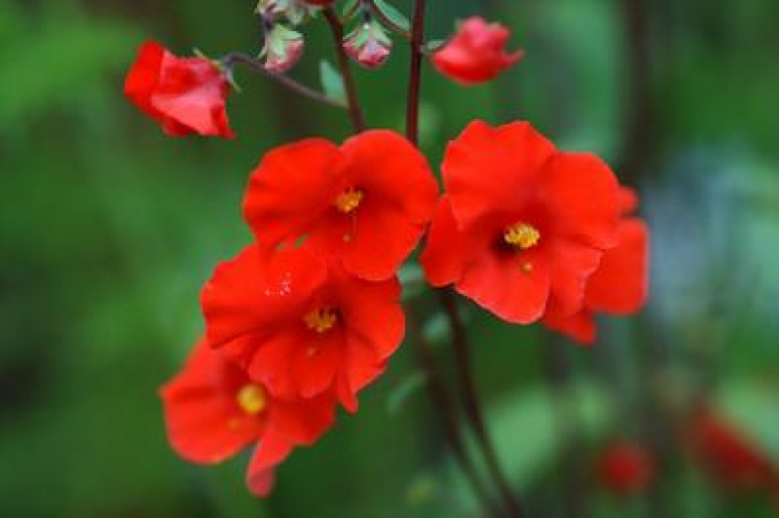 Cum se inmulteste Alonsoa prin seminte