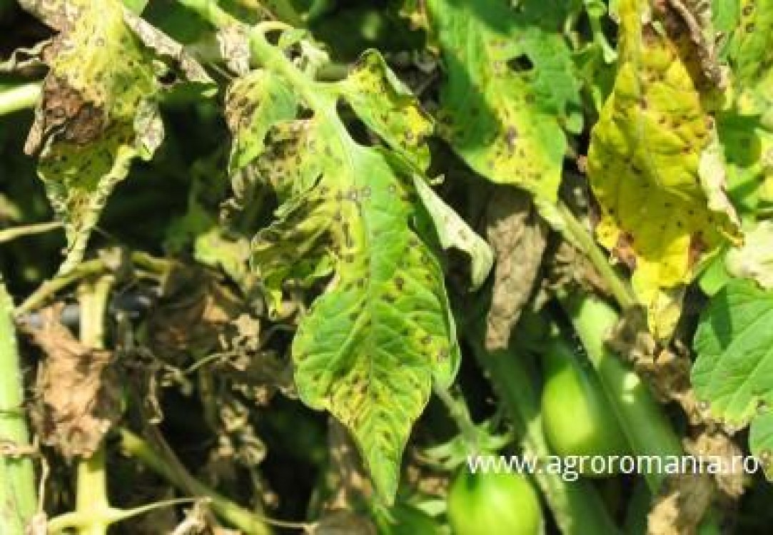 Avertizare: Efectuati tratamente pentru mana si alternarioza la legume