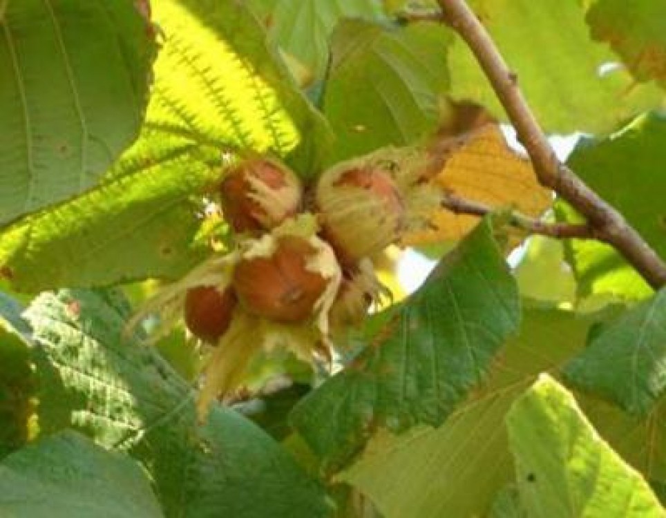 Afaceri cu aluni, in judetul Timis. Cat costa infiintarea unui hectar de plantatie de alun?