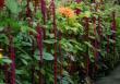 Specii de Amaranthus potrivite pentru gradina ta