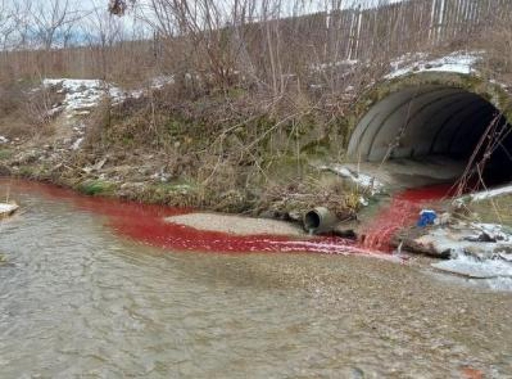 Amenda de 60.000 lei pentru o firma care a poluat cu sange si organe raul Bascov