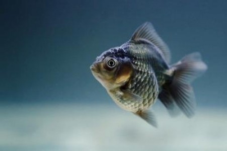 Comerciantii de peste, amendati de ANSVSA