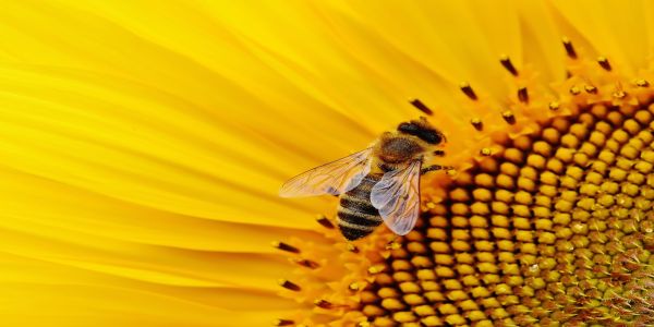 activitatile-apicultorului-in-sezonul-rece-amplasarea-stupinei