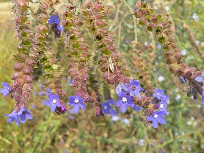 Limba boului, anchusa officinalis, planta melifera si medicinala, invaziva in culturile de lucerna