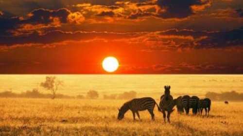 Cum poti sa iti ajuti animalele sa treaca cu brio de canicula