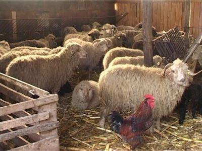 masuri-pentru-protejarea-animalelor-in-conditii-de-ger