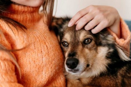 Atentie: au aparut pedepse cu inchisoare de 7 ani pentru chinuirea animalelor!