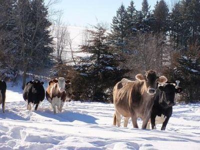 Vine gerul! Cum protejam animalele?