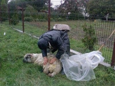 ANSVSA: Boala limbii albastre a ucis pana acum 384 de animale