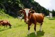 ANSVSA: Ajutor pentru micii crescatori de vaci