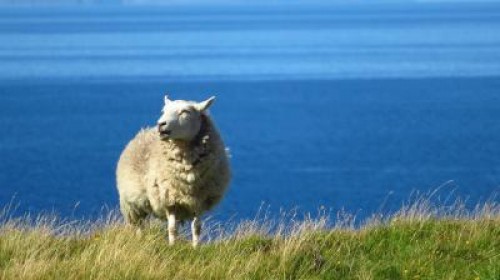 ANSVSA: Navele cu animale vor trece primele prin Canalul Suez
