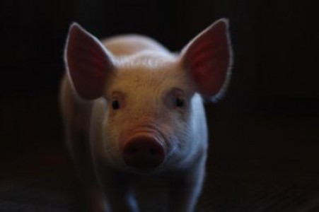 Lamuriri ANSVSA: Nu interzicem si nu limitam cresterea porcilor!