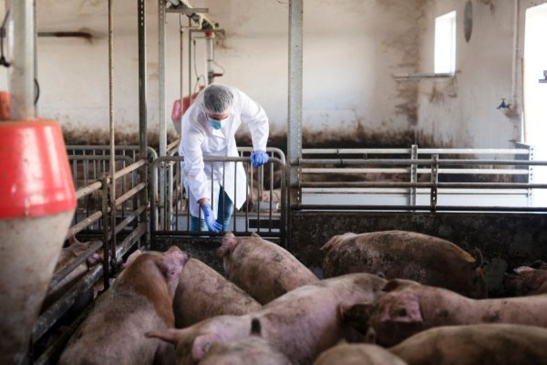 ANSVSA: O ferma uriasa ramane fara animale