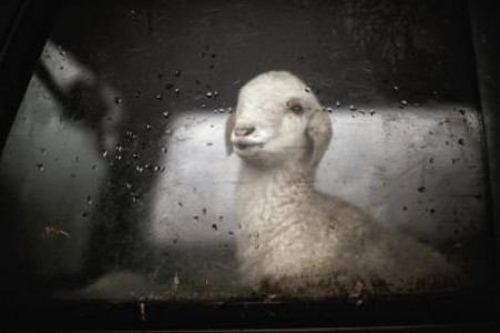 ANSVSA interzice temporar transportul animalelor