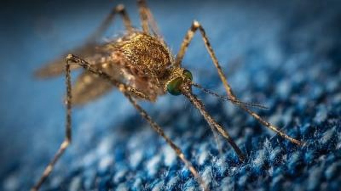 ANSVSA: Virusul PPA, gasit in insecte care se hranesc cu sangele porcilor