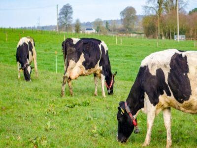 Noi conditii pentru crescatorii de animale care vor sa primeasca subventii