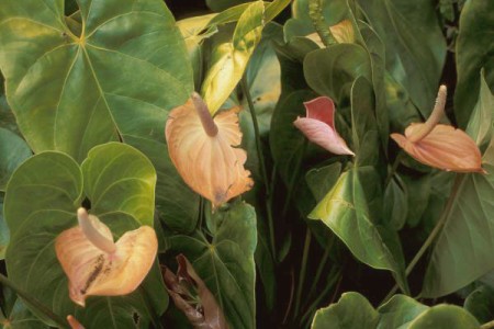 Secretele ingrijirii florii flamingo in apartament