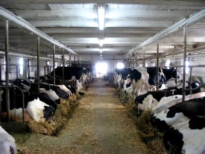 Germania restrictioneaza utilizarea antibioticelor in zootehnie
