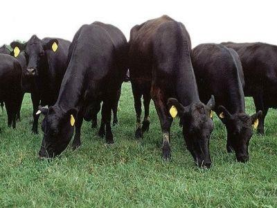 Suspiciune de antrax la 120 de kilometri de granita de nord-vest a Romaniei