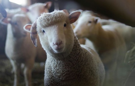 Cum sa asiguri alaptarea corecta pentru iezi, miei si vitei