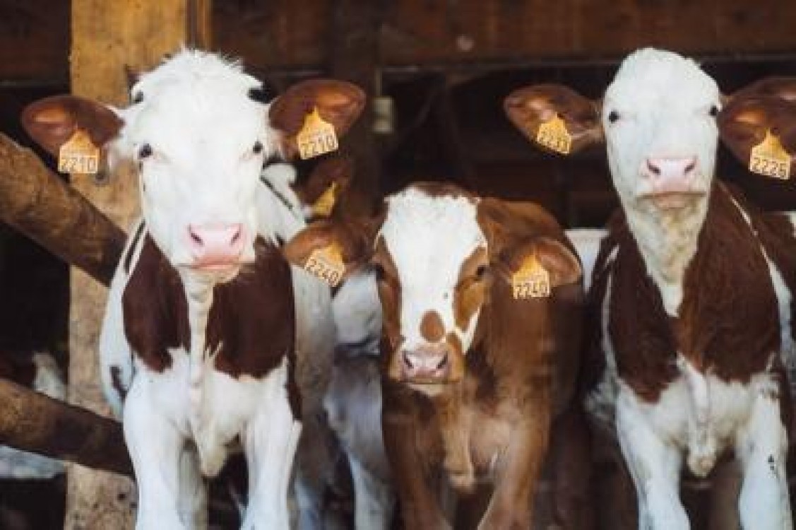 APIA plateste ajutorul de stat pentru cresterea animalelor