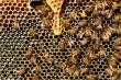 APIA: Vineri, ultima zi in care apicultorii pot depune cererile de ajutor de minimis