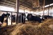 Avans APIA bovine 2022. Care este suma maxima ce intra in conturile fermierilor?