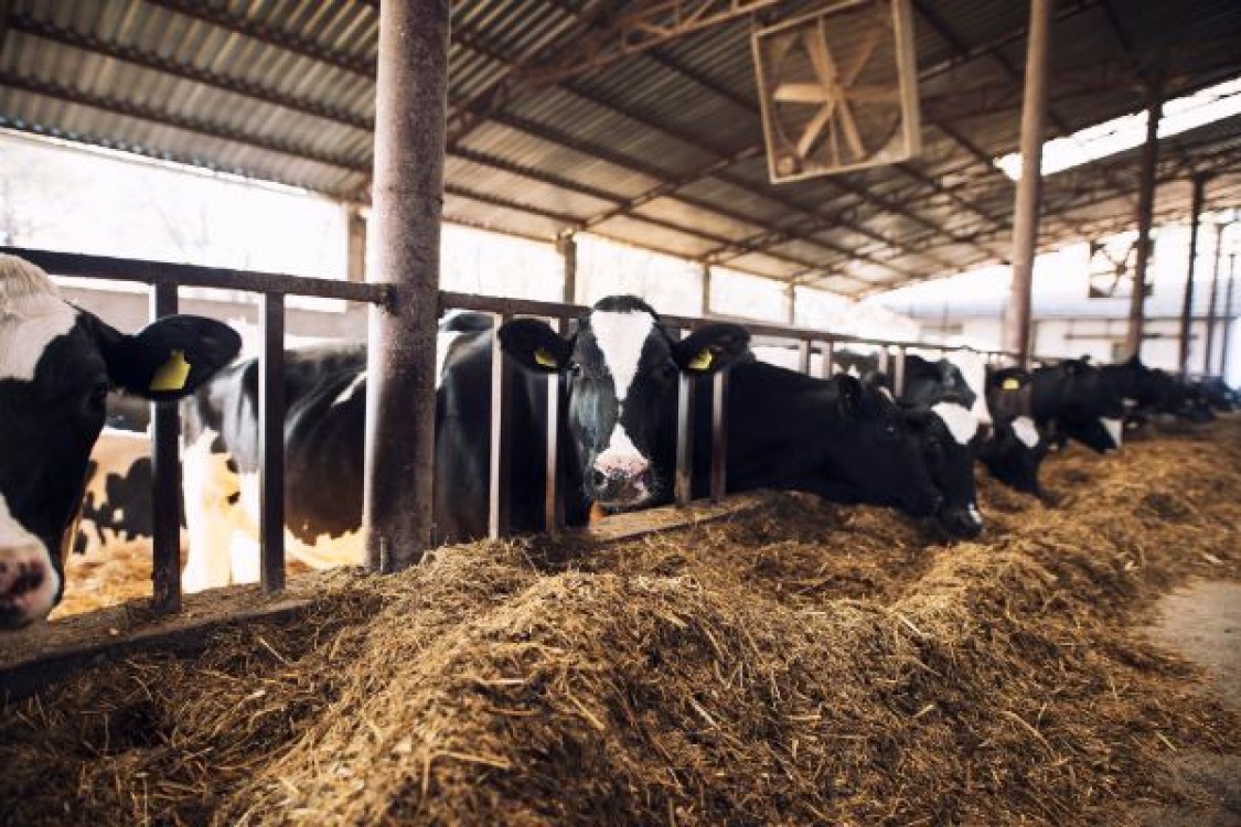 Avans APIA bovine 2022. Care este suma maxima ce intra in conturile fermierilor?