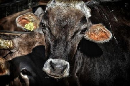 Atentie, fermieri! Astazi este ultima zi in care puteti depune cererile pentru ajutorul de stat pentru cresterea bovinelor